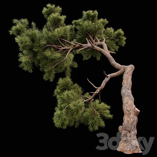 Curved Pine 3DModel Curved Pine 3DModel