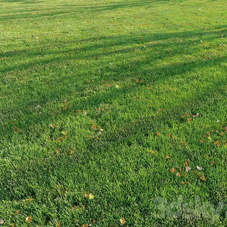 Cut grass 3D Model