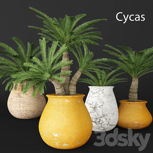Cycas collection flower pot flowerpot outdoor exotic 3D Model Cycas collection flower pot flowerpot outdoor exotic 3D Model