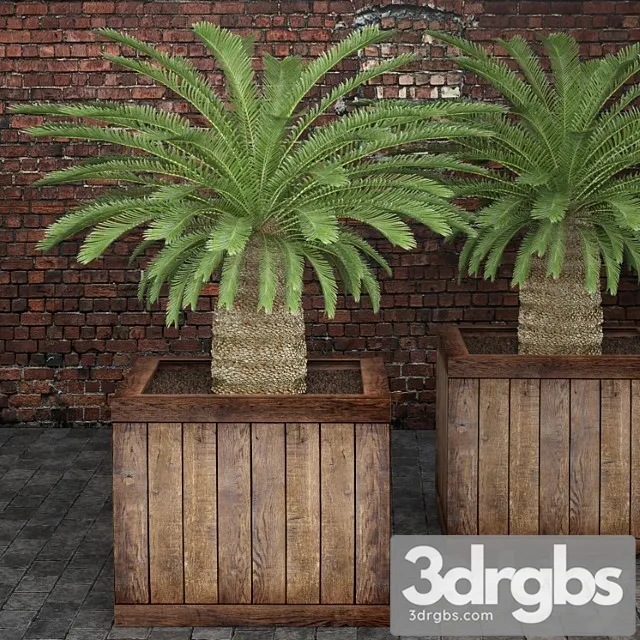 Cycas Cycas Palm Box Street Pot Flower Pot Brick Wall 3D Model Download