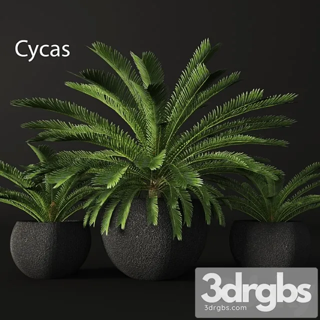 Cycas Cycas Palm Tree Outdoor Pot Flowerpot Black Loft Decorative 3D Model Download
