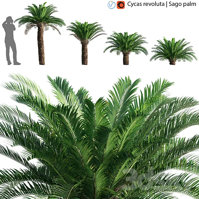 Cycas revoluta – Sago palm – 02 3D Model