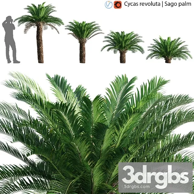 Cycas revoluta – sago palm – 02 Cycas revoluta – sago palm – 02