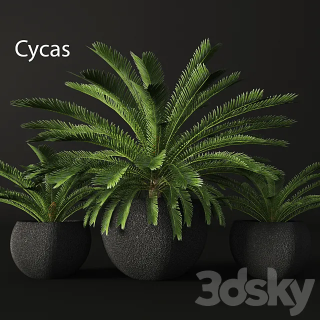 CycasCycas. cycas. palm tree. outdoor pot. flowerpot. black. loft. decorative 3DModel CycasCycas. cycas. palm tree. outdoor pot. flowerpot. black. loft. decorative 3DModel