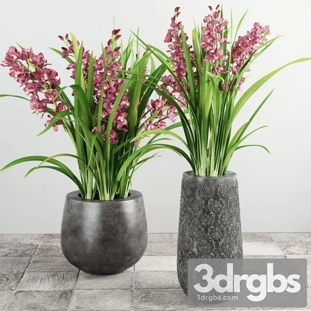 Cymbidium Bouquet 3D Model Download Cymbidium Bouquet 3D Model Download