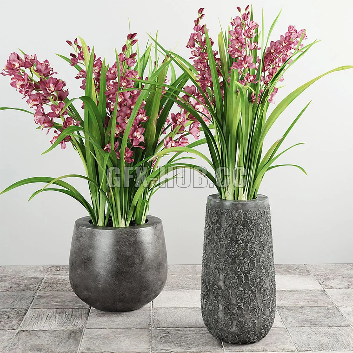 Cymbidium Orchid 3D Model