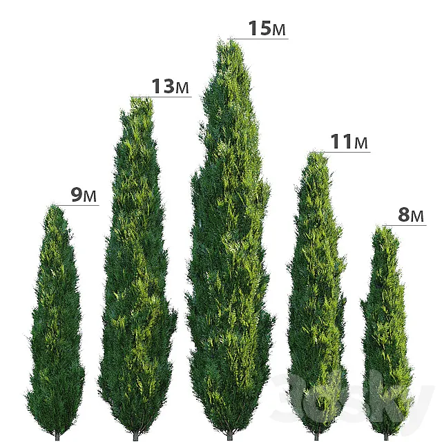 Cypress 3D Model Cypress 3D Model