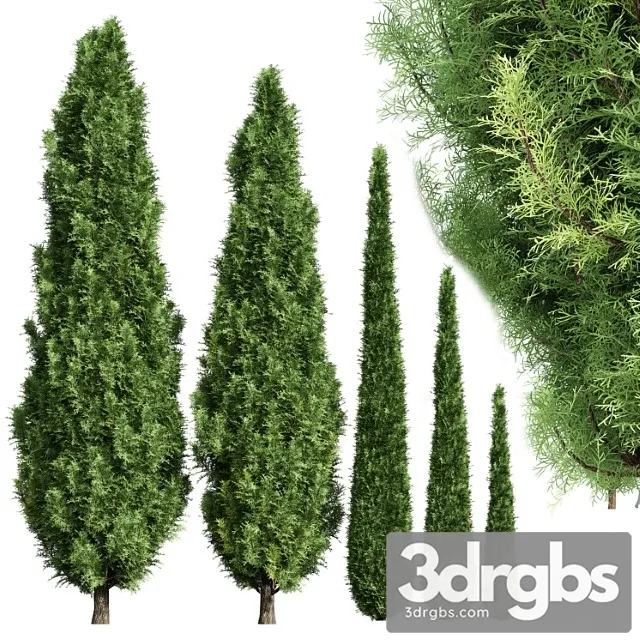 Cypress 5 Trees 3D Model Download Cypress 5 Trees 3D Model Download