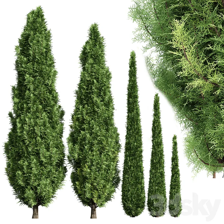 Cypress-5 trees 3D Model Free Download