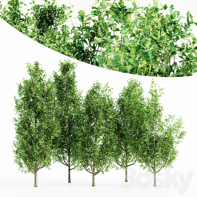 Cypress oak 5 tree 3D Model