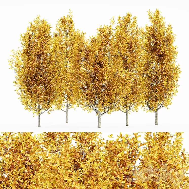 Cypress Oak_Fall 5 tree 3D Model