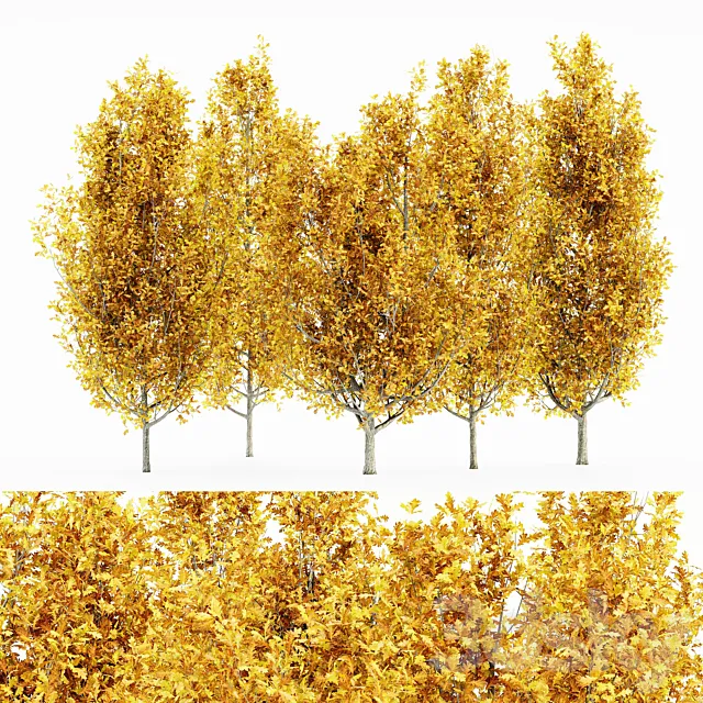 Cypress Oak_Fall 5 tree 3DModel