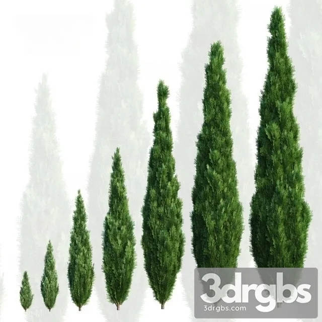Cypress Tree 3D Model Download