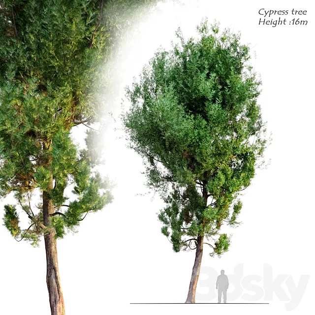 cypress tree 6 3D Model