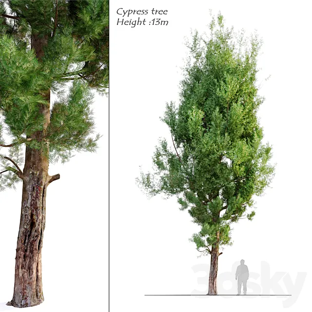 cypress tree_5 3D Model