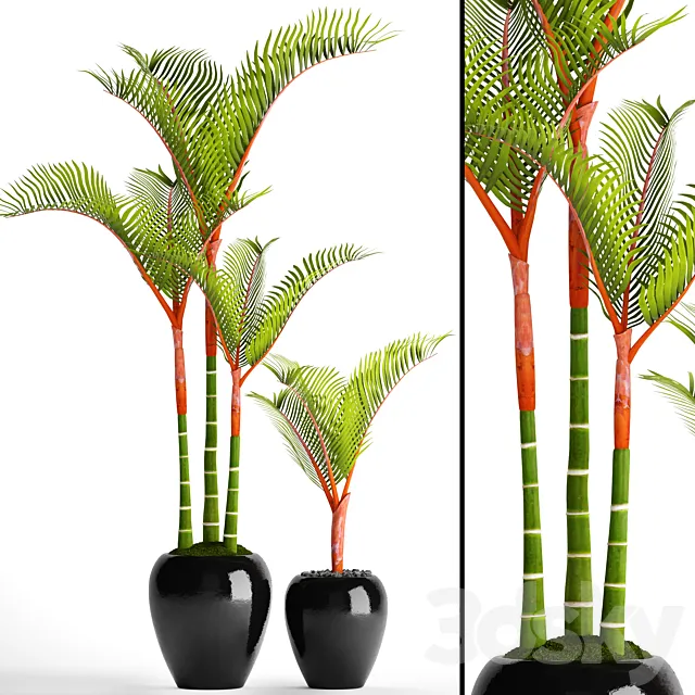Cyrtostachys dipsis palm tree pot flowerpot interior exotic outdoor 3D Model Cyrtostachys dipsis palm tree pot flowerpot interior exotic outdoor 3D Model