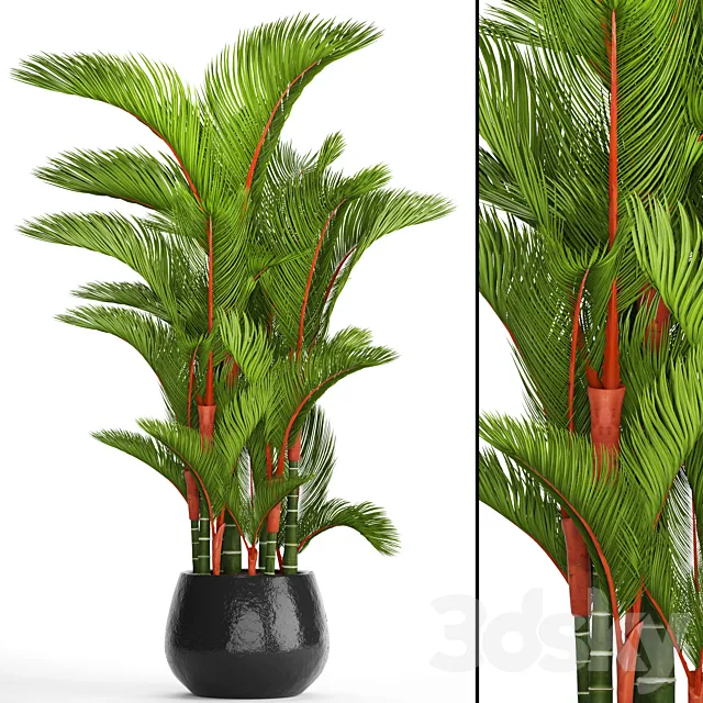 Cyrtostachys renda. Cyrtostakhis dipsis palm tree pot flowerpot interior exotic outdoor 3D Model Cyrtostachys renda. Cyrtostakhis dipsis palm tree pot flowerpot interior exotic outdoor 3D Model