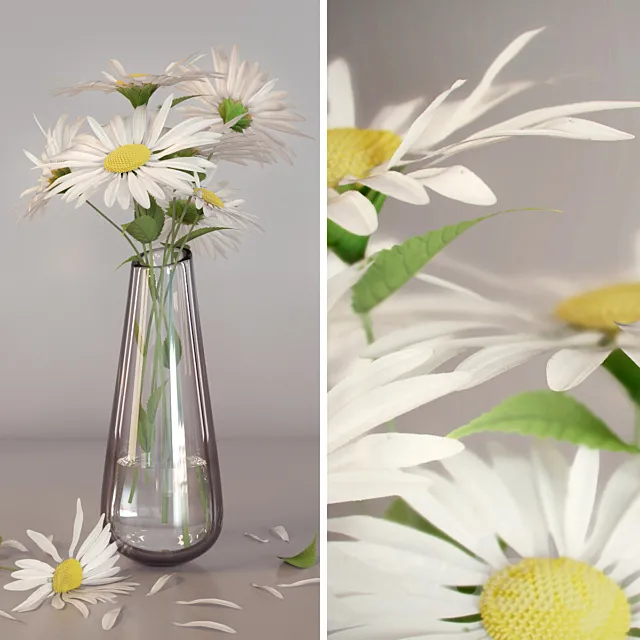 Daisies 3D Model Daisies 3D Model