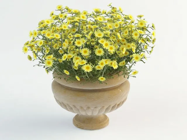 Daisy in pot 3D Model