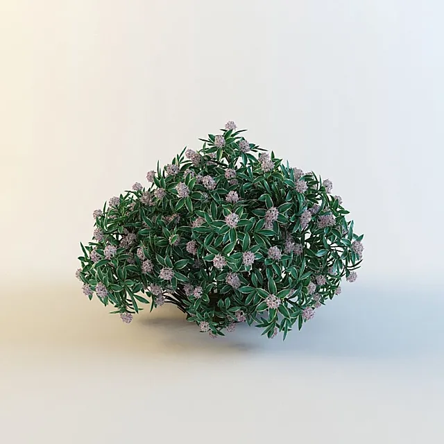 Daphne odora ‘ Aureomarginata ‘ 3DModel