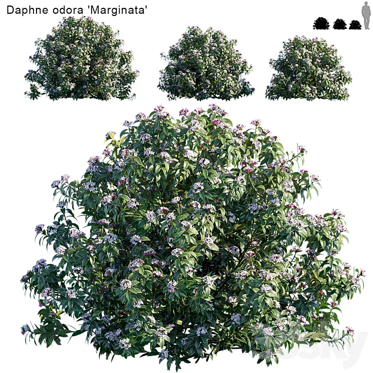 Daphne Odora | Marginata 3D Model Free Download Daphne Odora | Marginata 3D Model Free Download