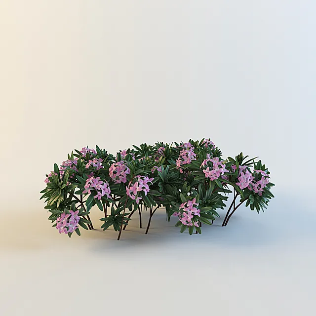 Daphne susannae ‘ Lawrence Crocker ‘ 3D Model