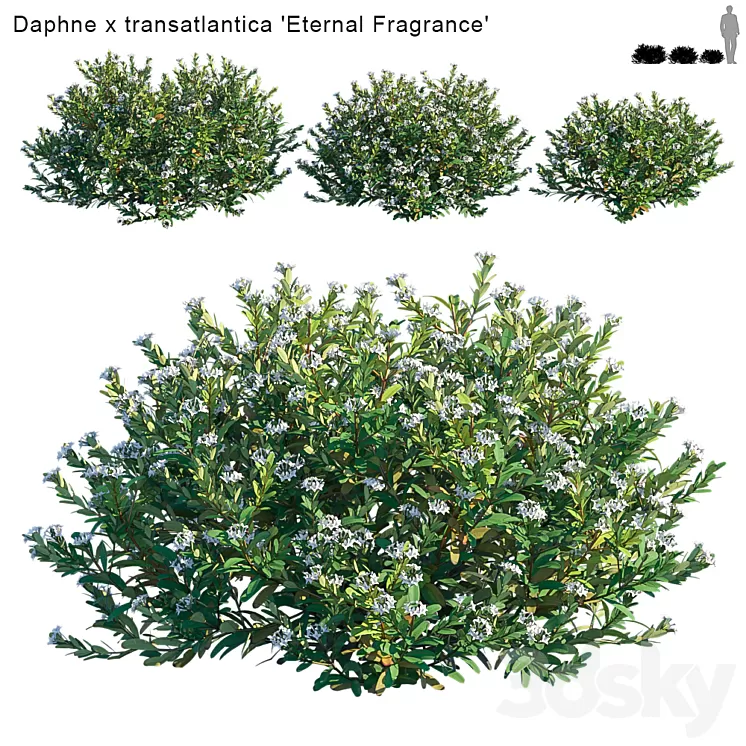 Daphne x transatlantica | Eternal Fragrance 3D Model Daphne x transatlantica | Eternal Fragrance 3D Model