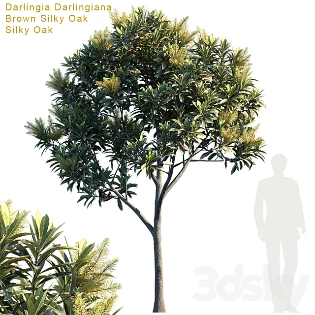 Darlingia Darlingiana | Brown Silky Oak 3DModel Darlingia Darlingiana | Brown Silky Oak 3DModel