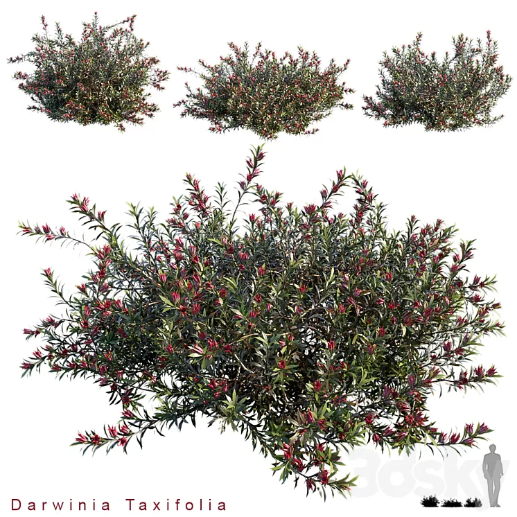 Darwinia Taxifolia 3D Model Darwinia Taxifolia 3D Model