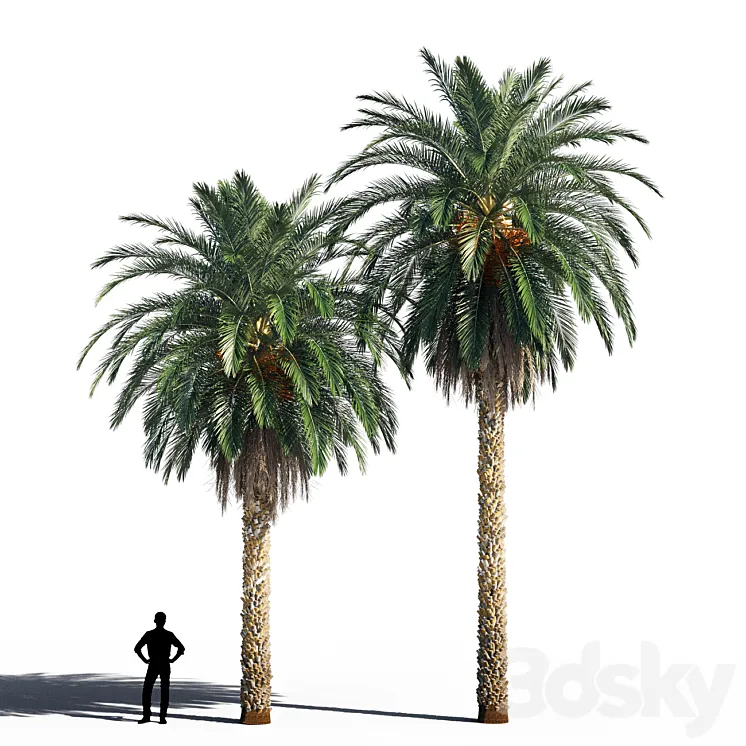 Date palm 2 3D Model Free Download
