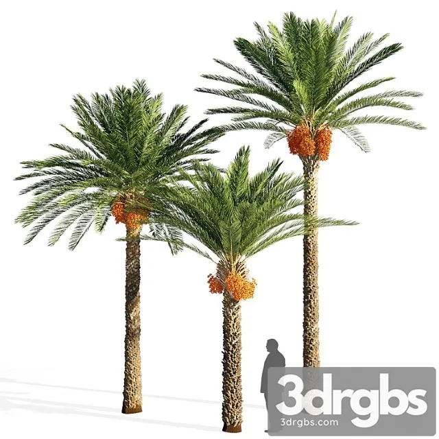 Date Palm 3D Model Download Date Palm 3D Model Download