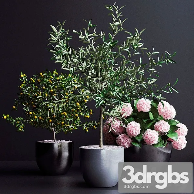 Decor, trees Decor, trees