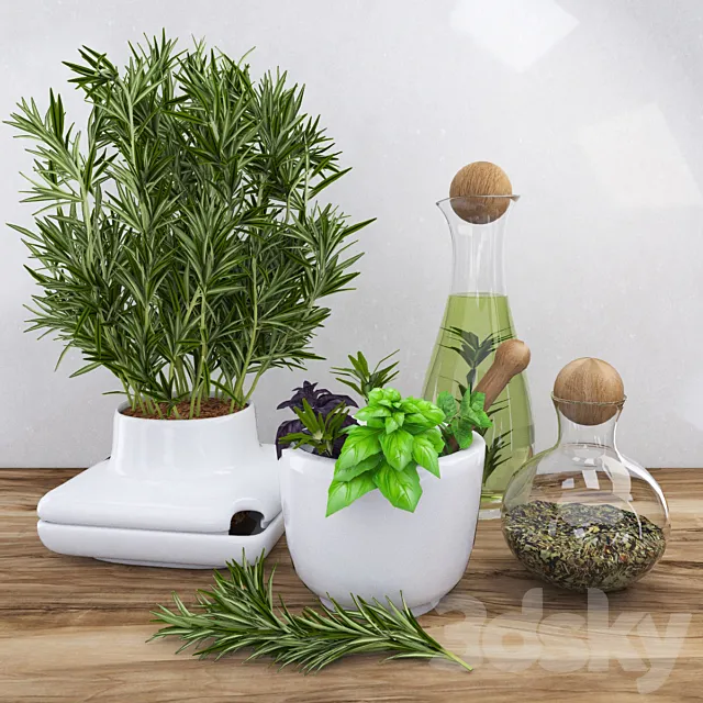 Decor with spicy herbs – rosemary 3DModel