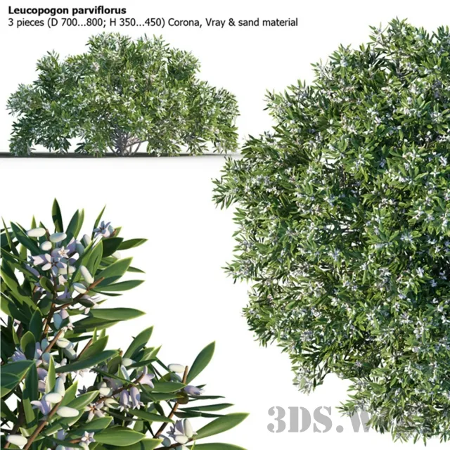 decoration – 3 shrub of Leucopogon parviflorus 3D Model decoration – 3 shrub of Leucopogon parviflorus 3D Model