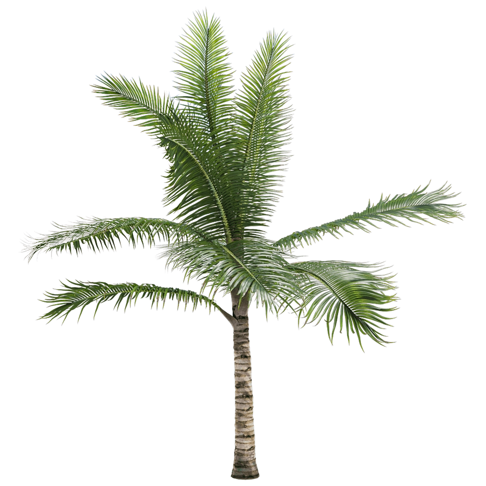 decoration – Acanthophoenix crinita 1 H 3D Model decoration – Acanthophoenix crinita 1 H 3D Model