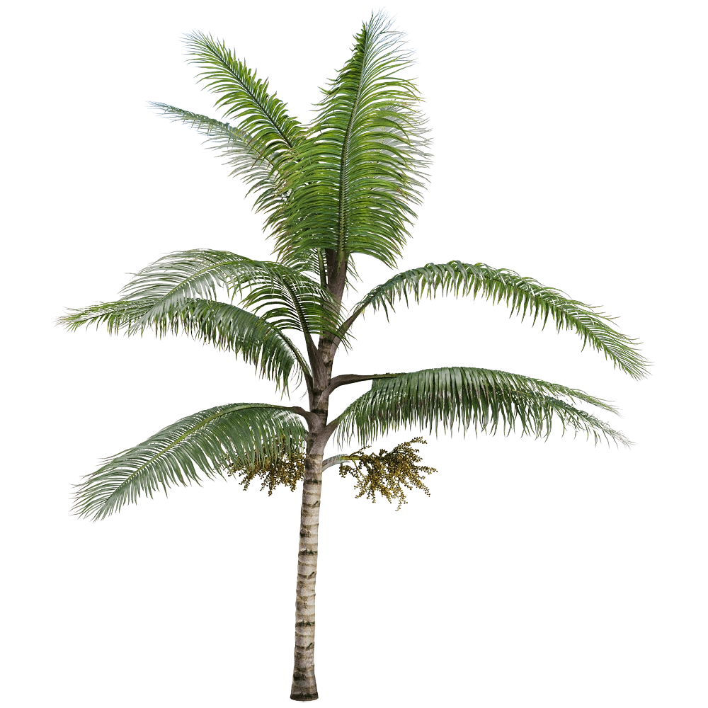 decoration – Acanthophoenix crinita 2 3D Model decoration – Acanthophoenix crinita 2 3D Model