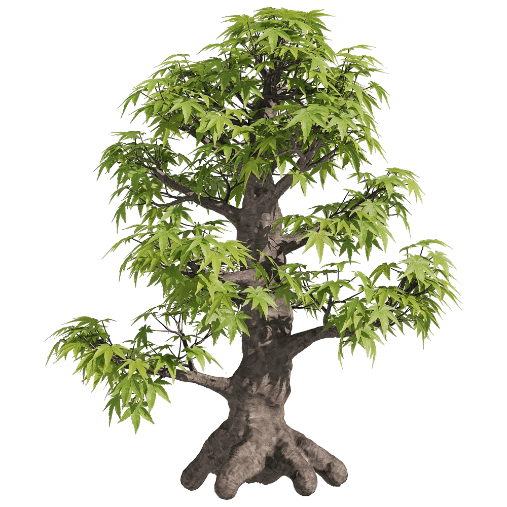 decoration – Acer palmatum 1 3D Model decoration – Acer palmatum 1 3D Model