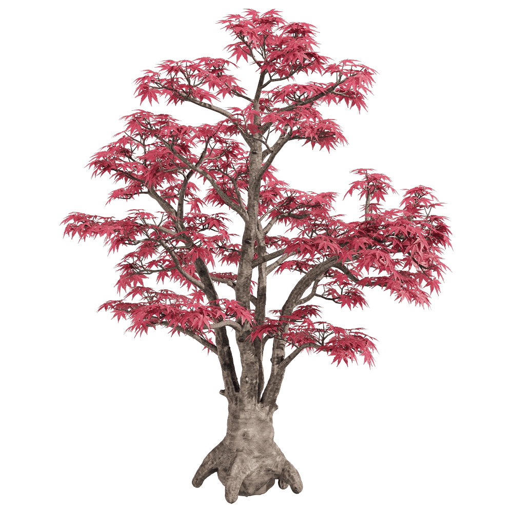 decoration – Acer palmatum 2 3D Model decoration – Acer palmatum 2 3D Model