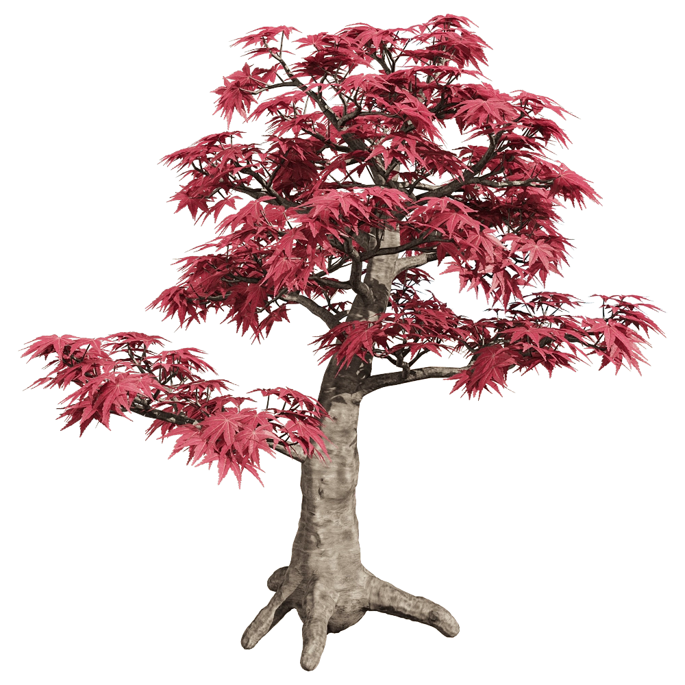 decoration – Acer palmatum 3 3D Model decoration – Acer palmatum 3 3D Model