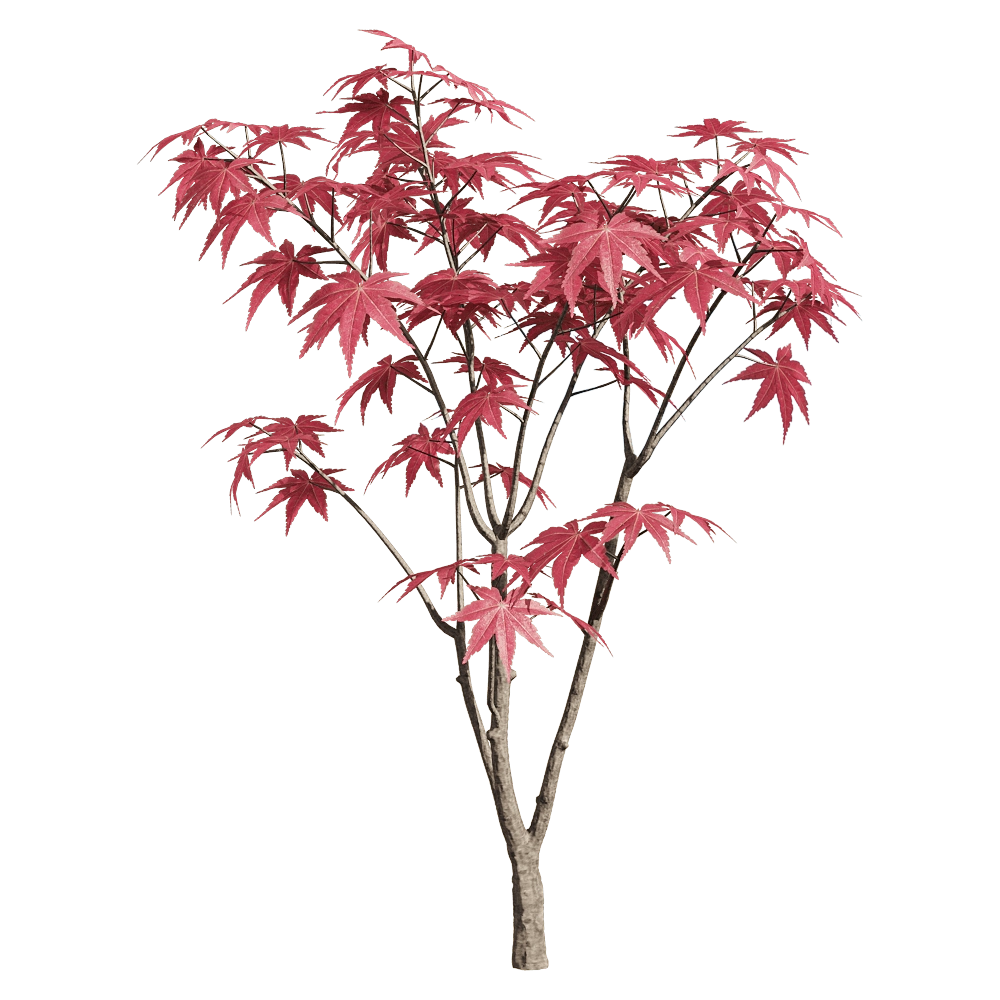decoration – Acer palmatum 4 3D Model decoration – Acer palmatum 4 3D Model