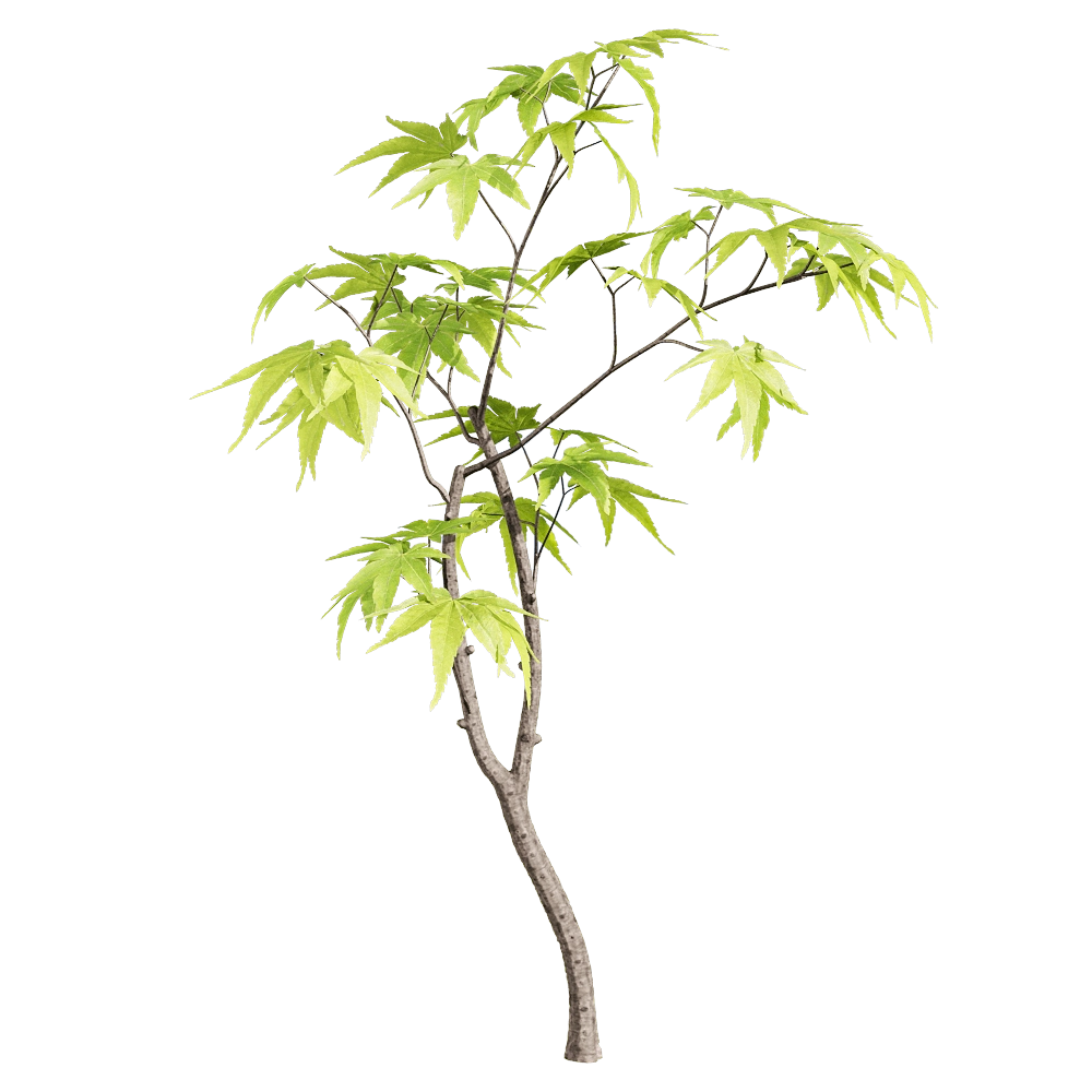 decoration – Acer palmatum 5 3D Model decoration – Acer palmatum 5 3D Model