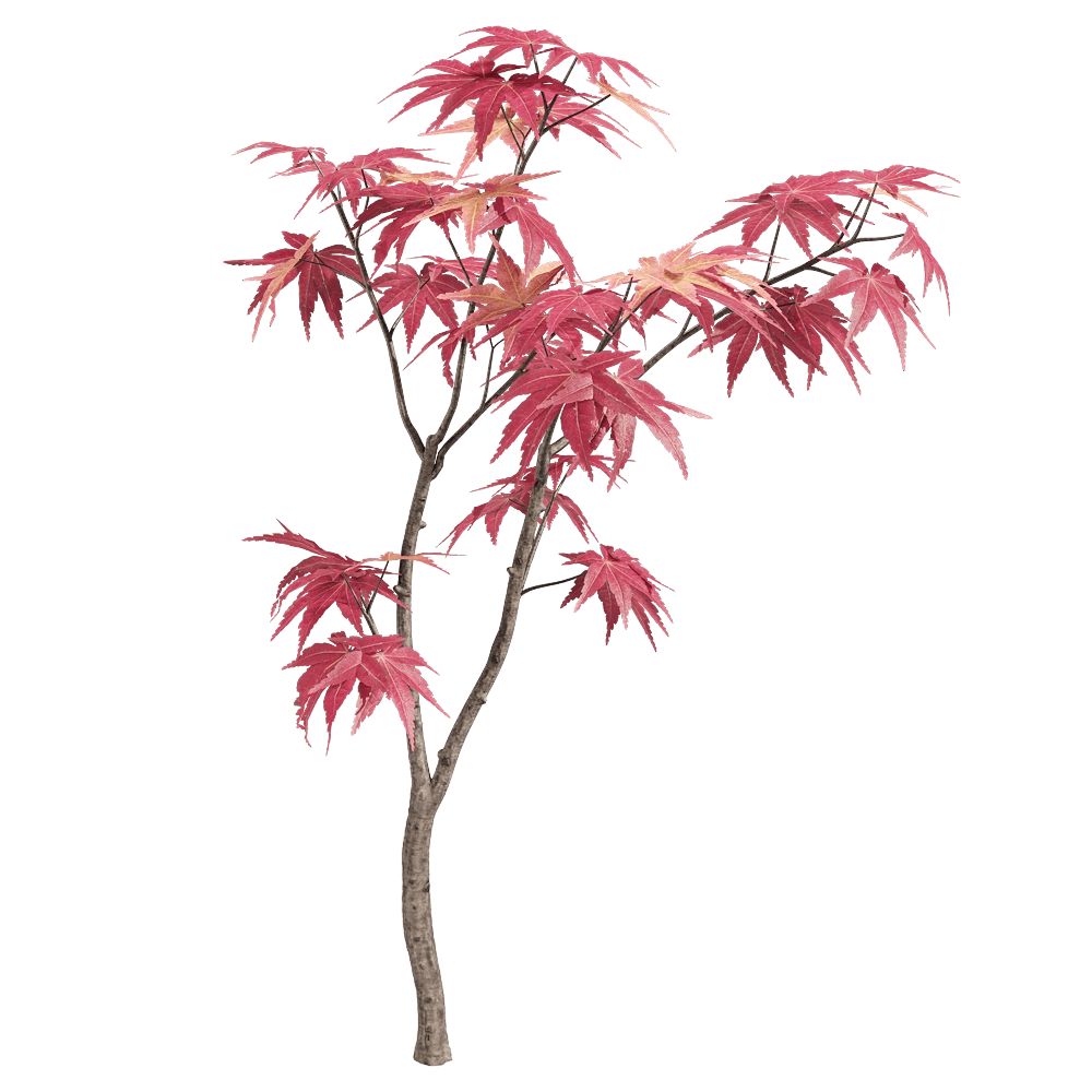 decoration – Acer palmatum 6 3D Model decoration – Acer palmatum 6 3D Model