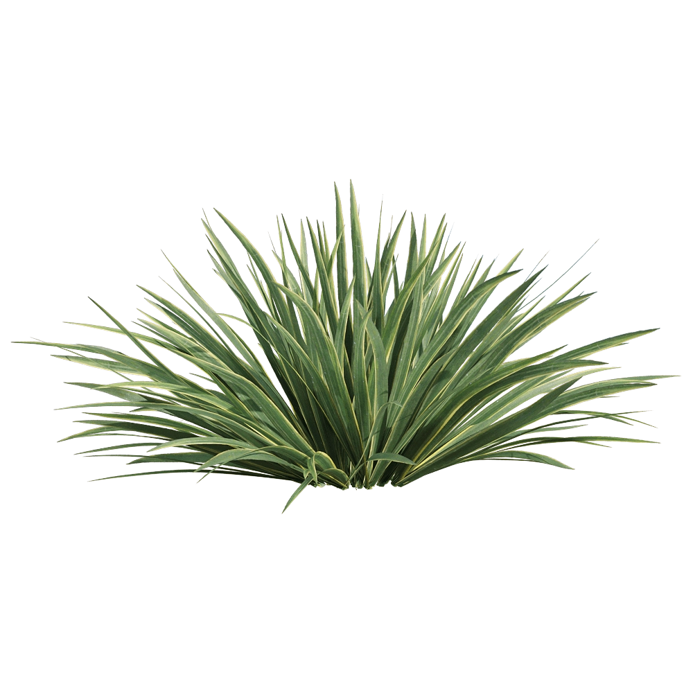 decoration – Acorus calamus little 1 3D Model decoration – Acorus calamus little 1 3D Model