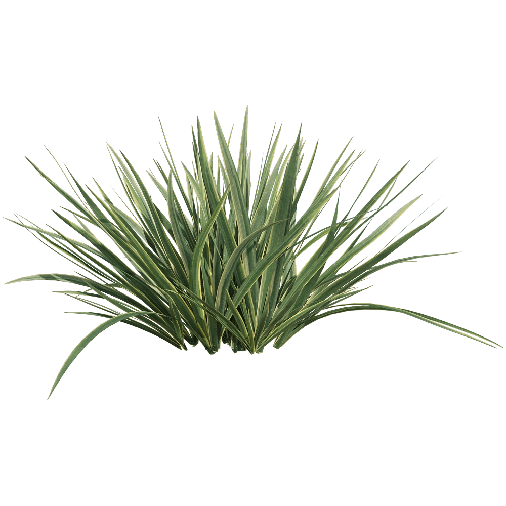 decoration – Acorus calamus little 2 3D Model decoration – Acorus calamus little 2 3D Model