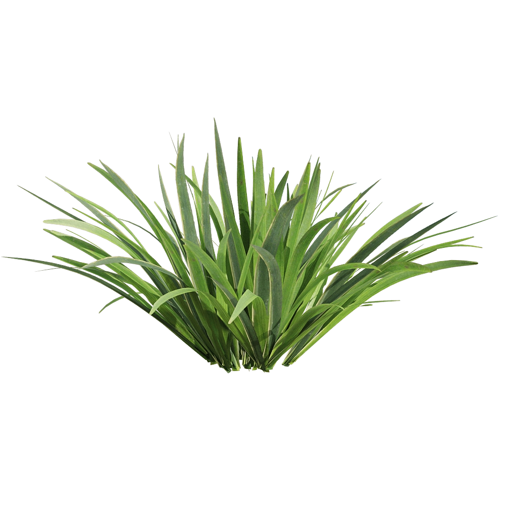 decoration – Acorus calamus little 3 3D Model decoration – Acorus calamus little 3 3D Model