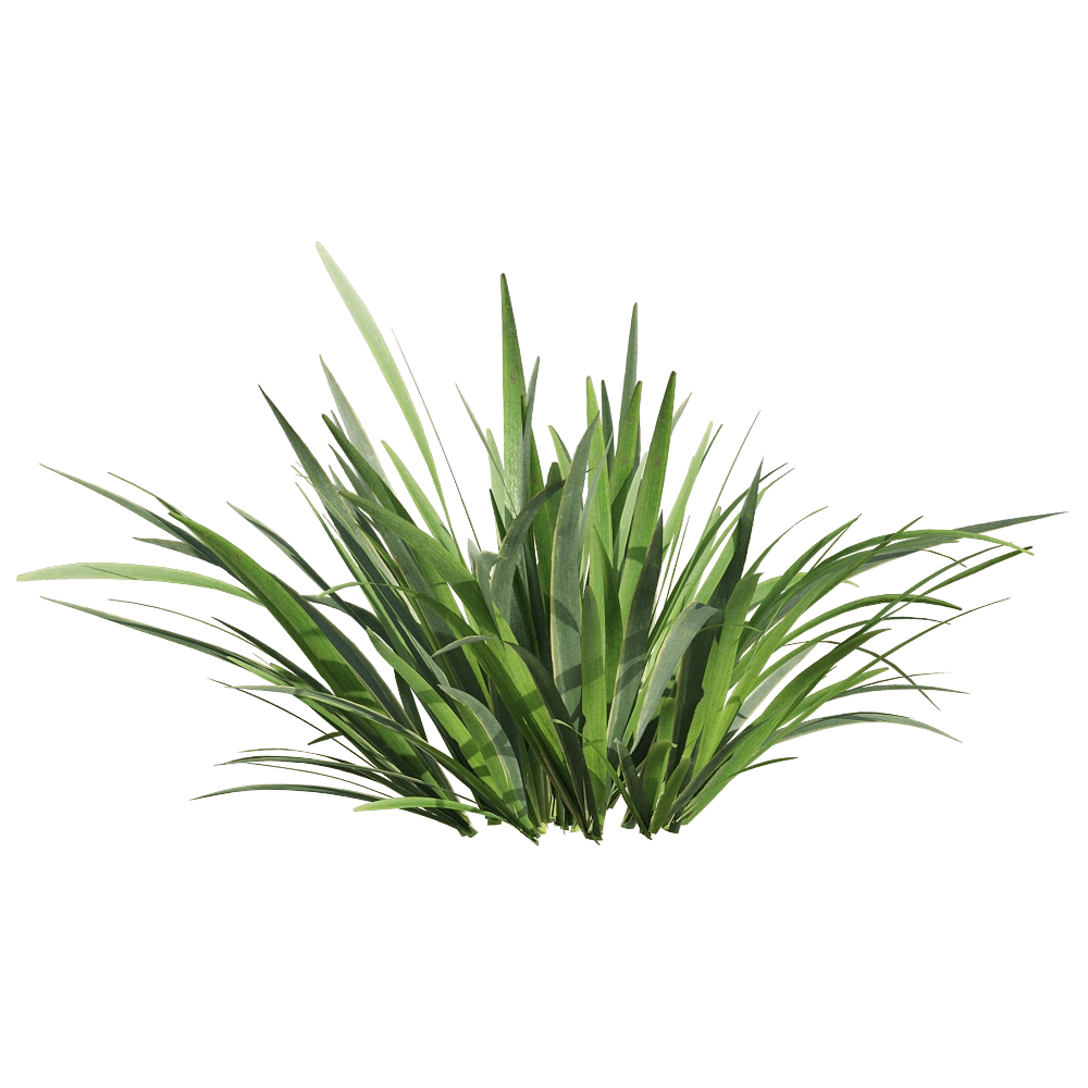 decoration – Acorus calamus little 4 3D Model decoration – Acorus calamus little 4 3D Model