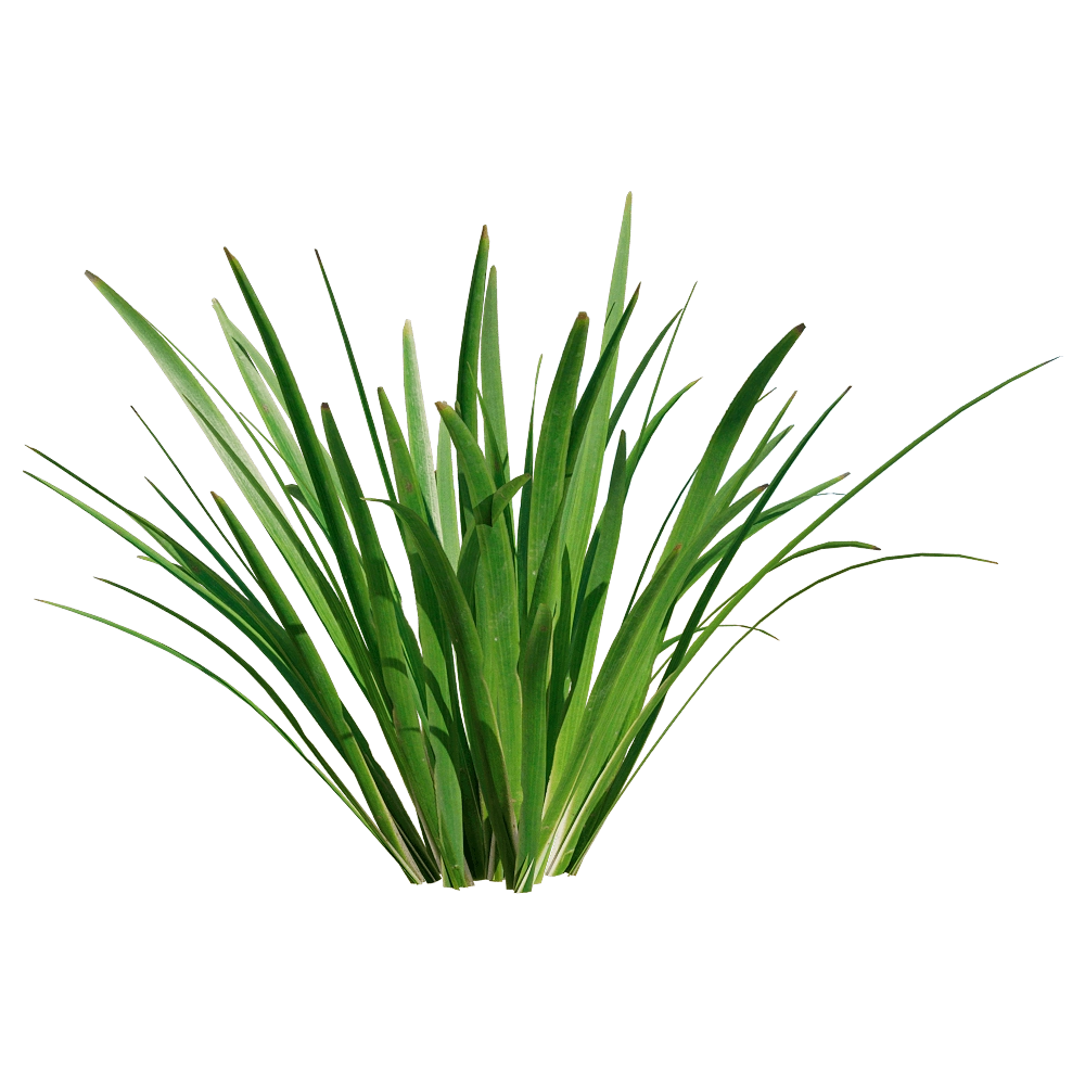 decoration – Acorus calamus little 5 3D Model decoration – Acorus calamus little 5 3D Model