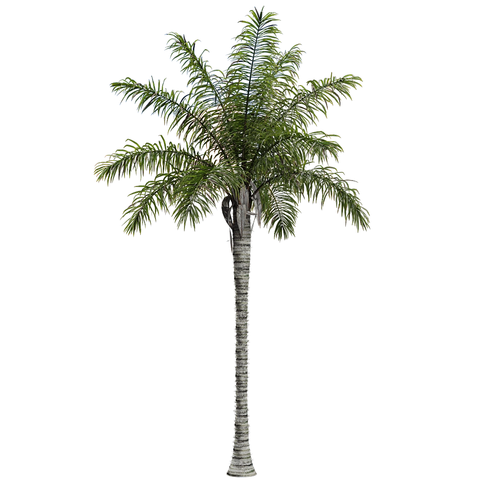 decoration – Acrocomia aculeata 1 3D Model