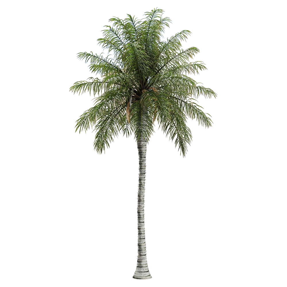 decoration – Acrocomia aculeata 2 3D Model decoration – Acrocomia aculeata 2 3D Model