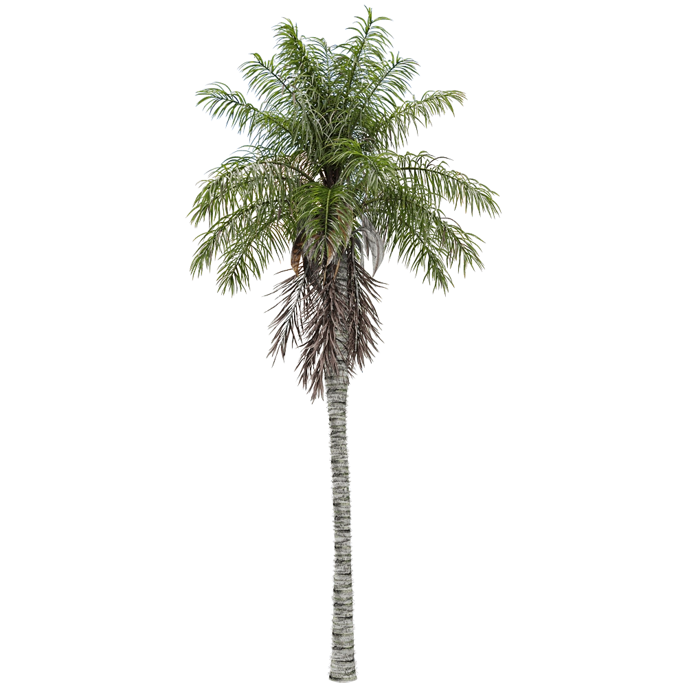 decoration – Acrocomia aculeata 3 3D Model